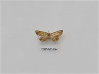 藏品(尺蛾239)的圖片